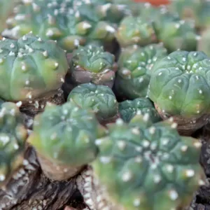 peyote species seeds