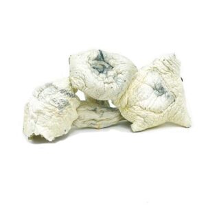 Dried magic mushrooms on white.