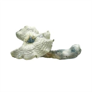 Dried magic mushrooms on white background