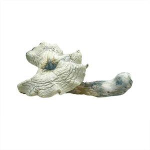 Dried psilocybin mushrooms for sale