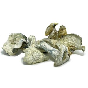 Dried psilocybe mushrooms on white