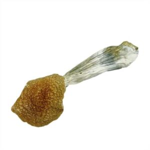 Dried magic mushroom on white