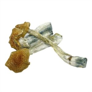 Dried magic mushrooms on white