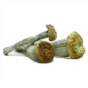 Dried magic mushrooms on white