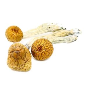 Dried magic mushrooms on white background