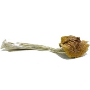 Dried psilocybin mushroom on white