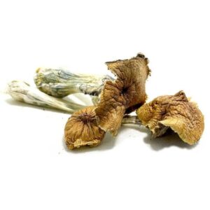 Dried psychedelic mushrooms on white