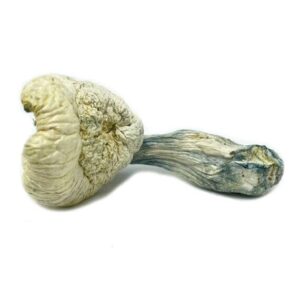 Dried psilocybin mushroom on white background