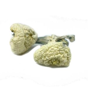 Dried Psilocybe cubensis mushrooms