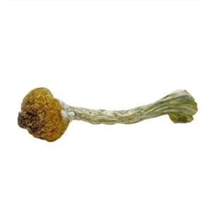 Dried psilocybin mushroom on white.