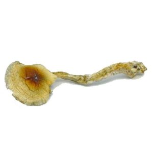 Dried psilocybin mushroom isolate