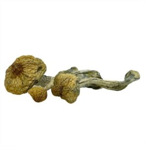 Dried mushrooms on white background