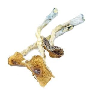 Dried magic mushrooms on white background