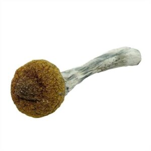 Dried mushroom on white background
