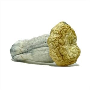 Dried psilocybin mushroom on white