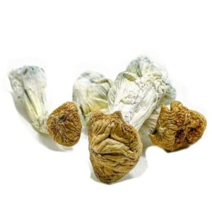 Dried magic mushrooms on white