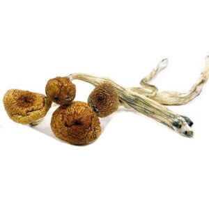 Dried psilocybin mushrooms on a branch