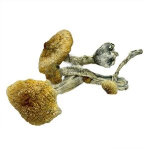 Dried psilocybin mushrooms on white