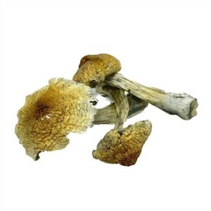 Dried magic mushrooms