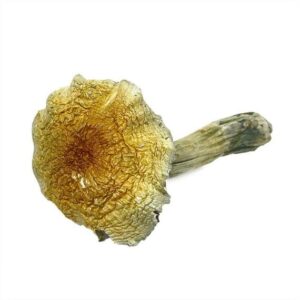 Dried Psilocybe cubensis mushroom