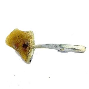Dried mushroom on white background