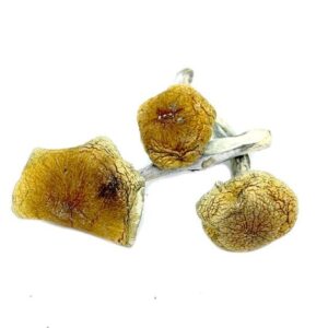 Dried psilocybe mushrooms on display